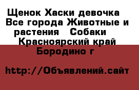 Щенок Хаски девочка - Все города Животные и растения » Собаки   . Красноярский край,Бородино г.